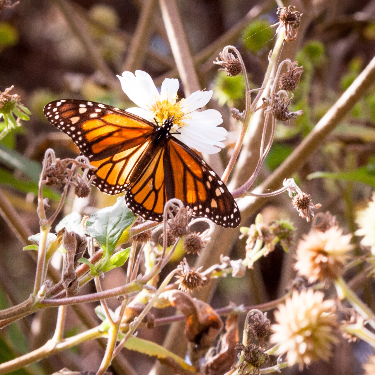 Monarch Grove Sanctuary