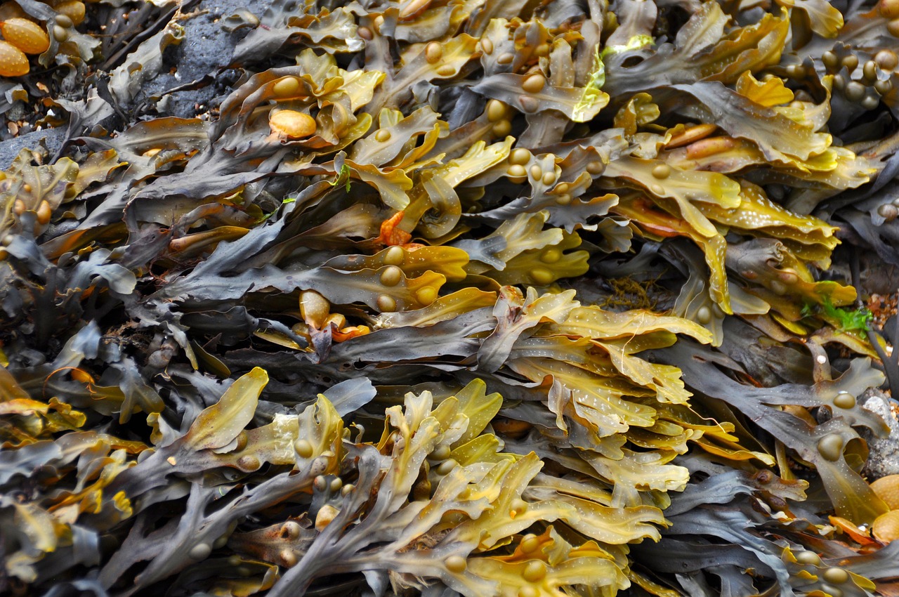 Monterey Bay Kayaks
